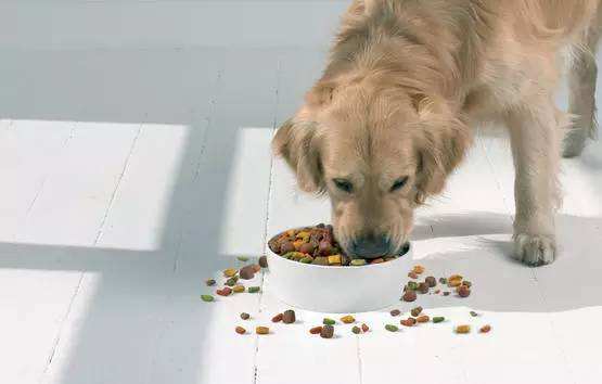 狗狗到底能吃芒果吗,狗狗到底能吃盐吗