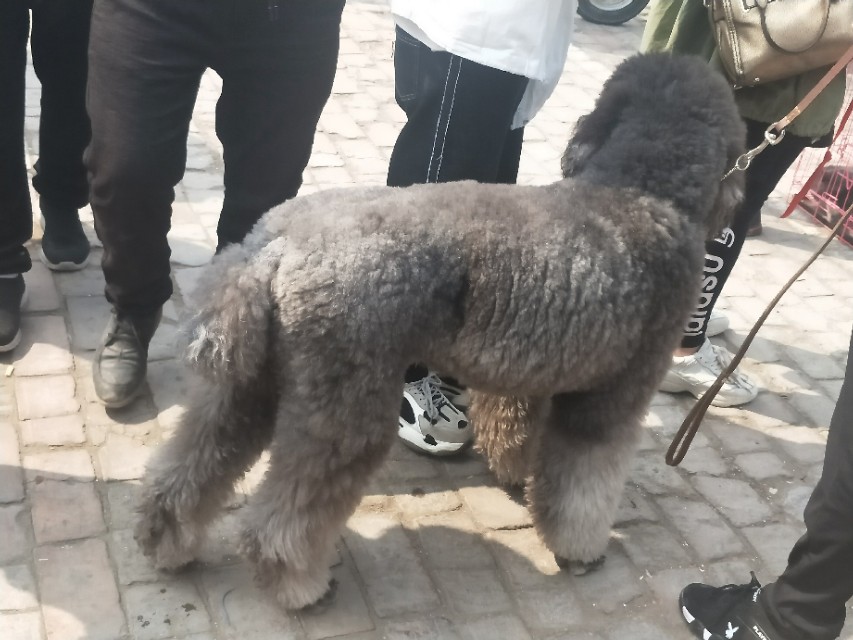 开封狗市抓狗视频,开封狗市拉布拉多和金毛的视频