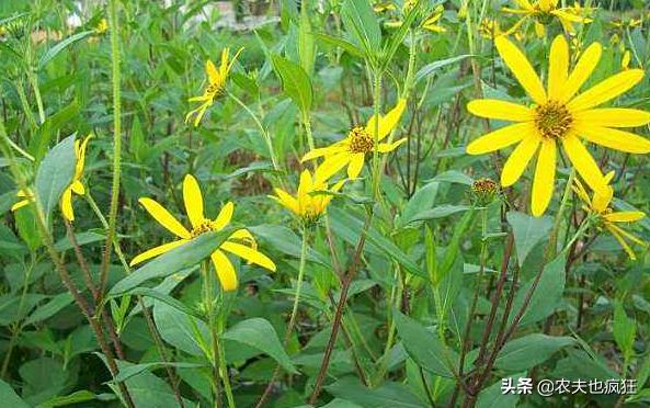 叫姜却不是姜，种1次能采收多年，曾遭农民嫌弃，如今成稀罕菜