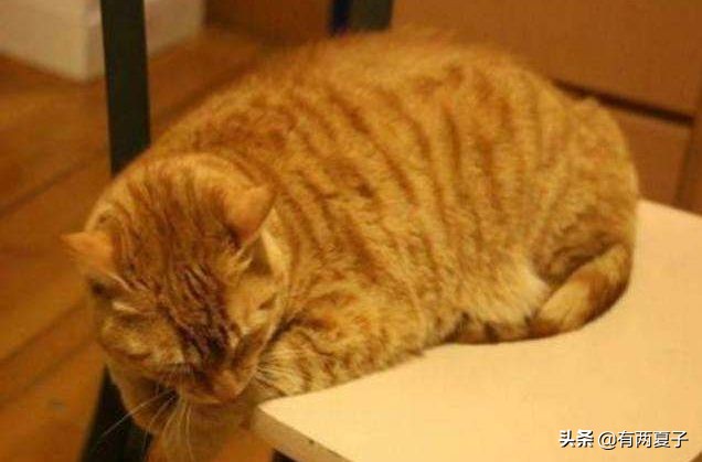 古代有哪些宠物猫品种名称,根据猫咪花色取名的猫品种