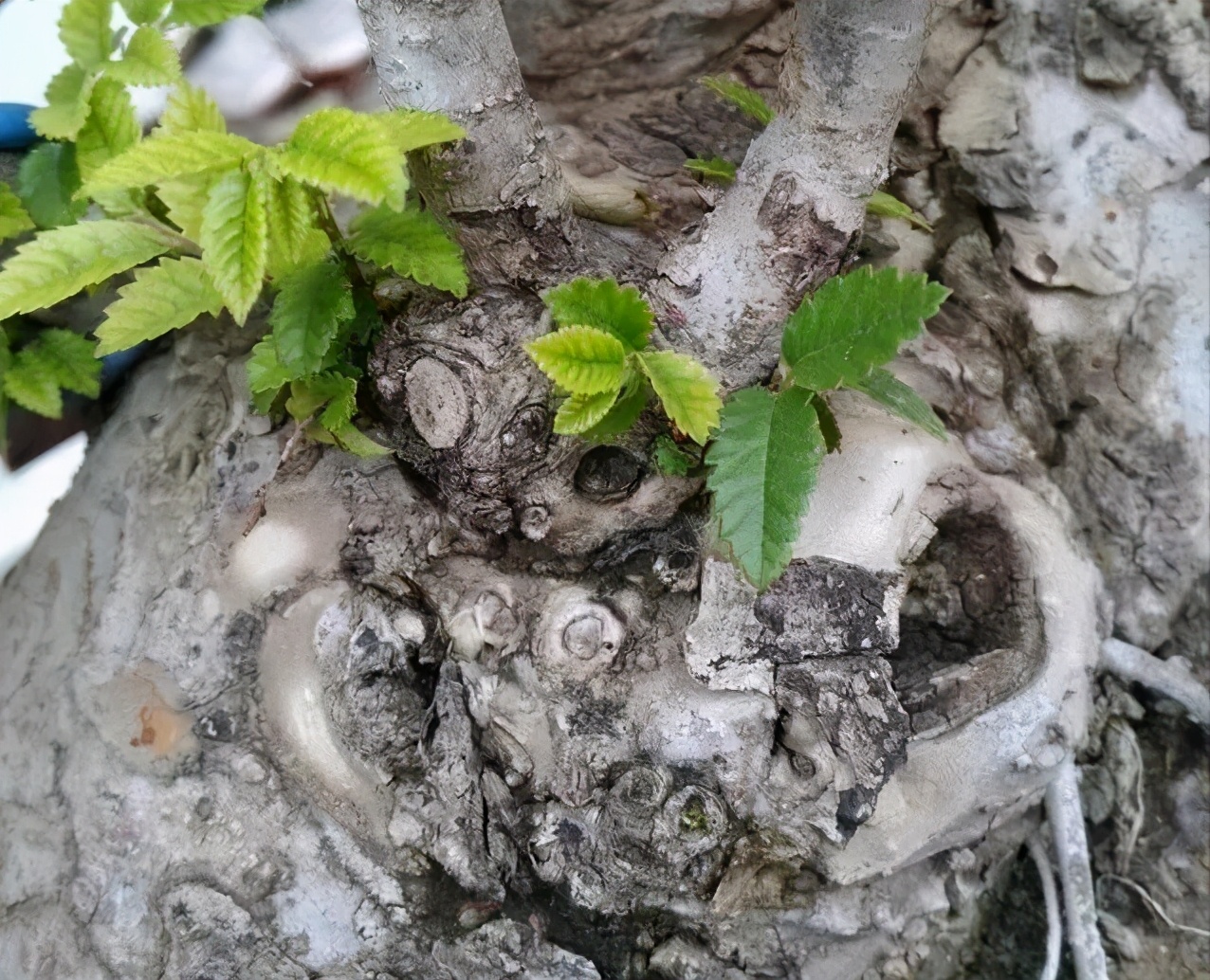 榆树盆景怎样选择树桩,榆树盆景怎样长疙瘩