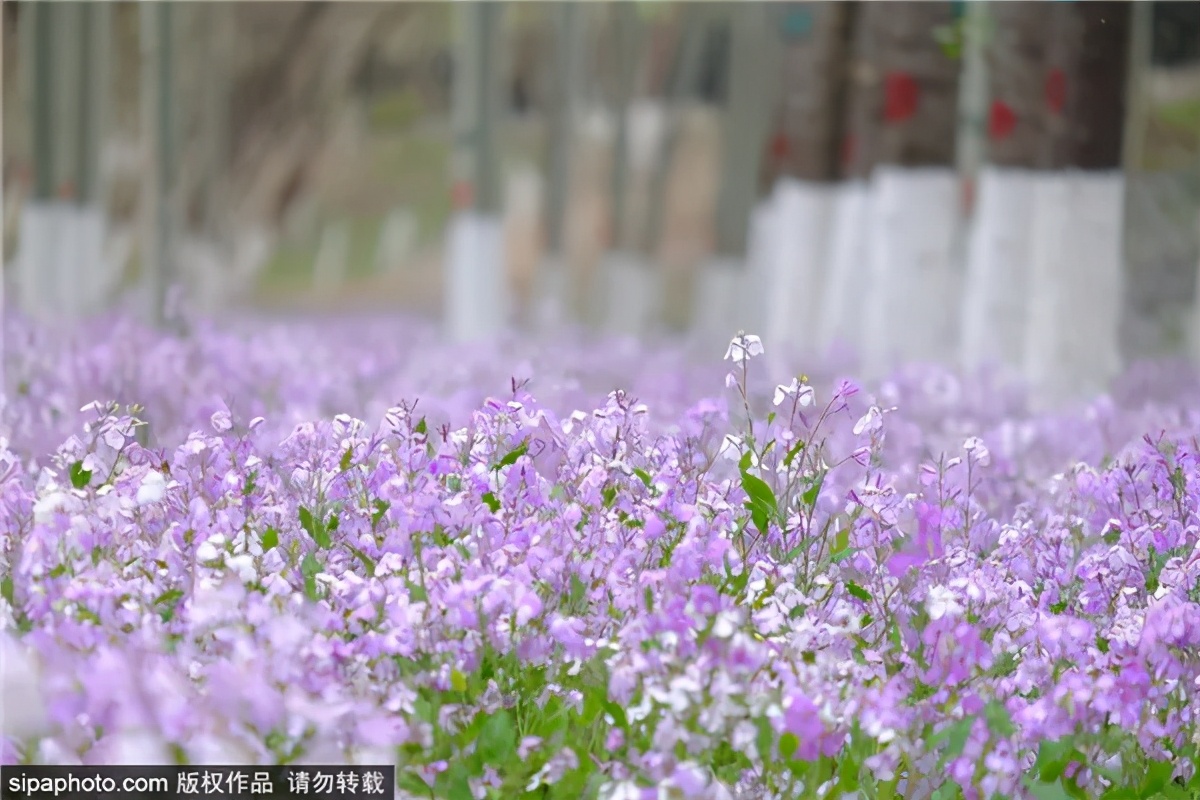紫色花海哪里最好玩,紫色的花海景点