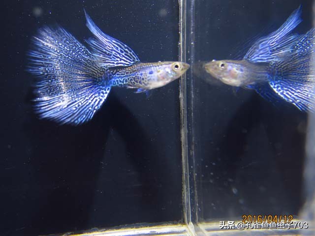 孔雀鱼出现烂尾怎么解决,孔雀鱼出现烂尾怎么办