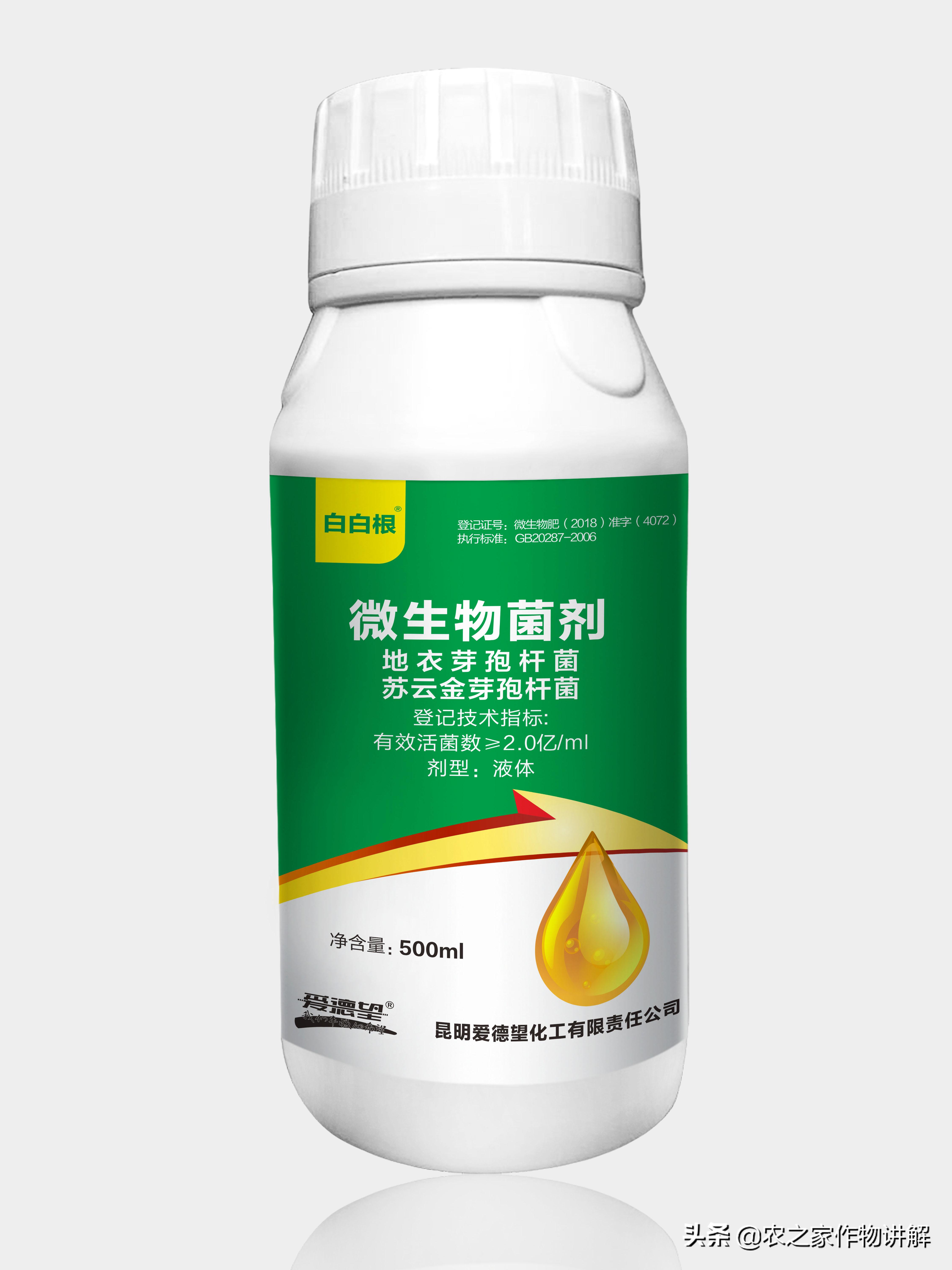 姜瘟病根治,治不了的姜瘟病