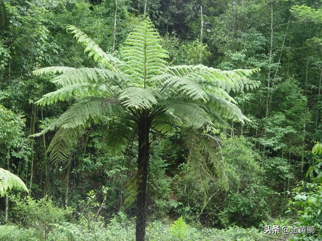 为什么云南女人长相好看,云南真的很漂亮吗