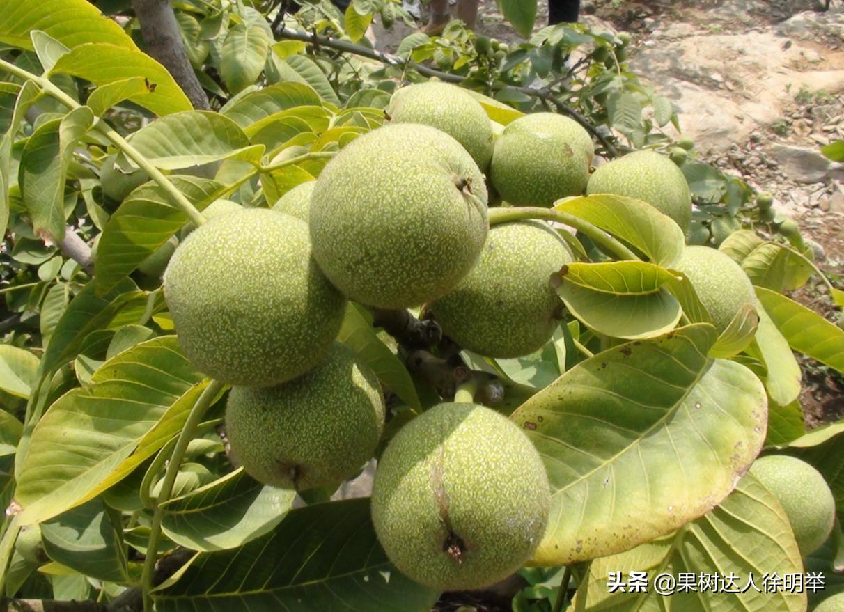 核桃嫁接不活的原因,核桃的夏季嫁接技术和嫁接时间