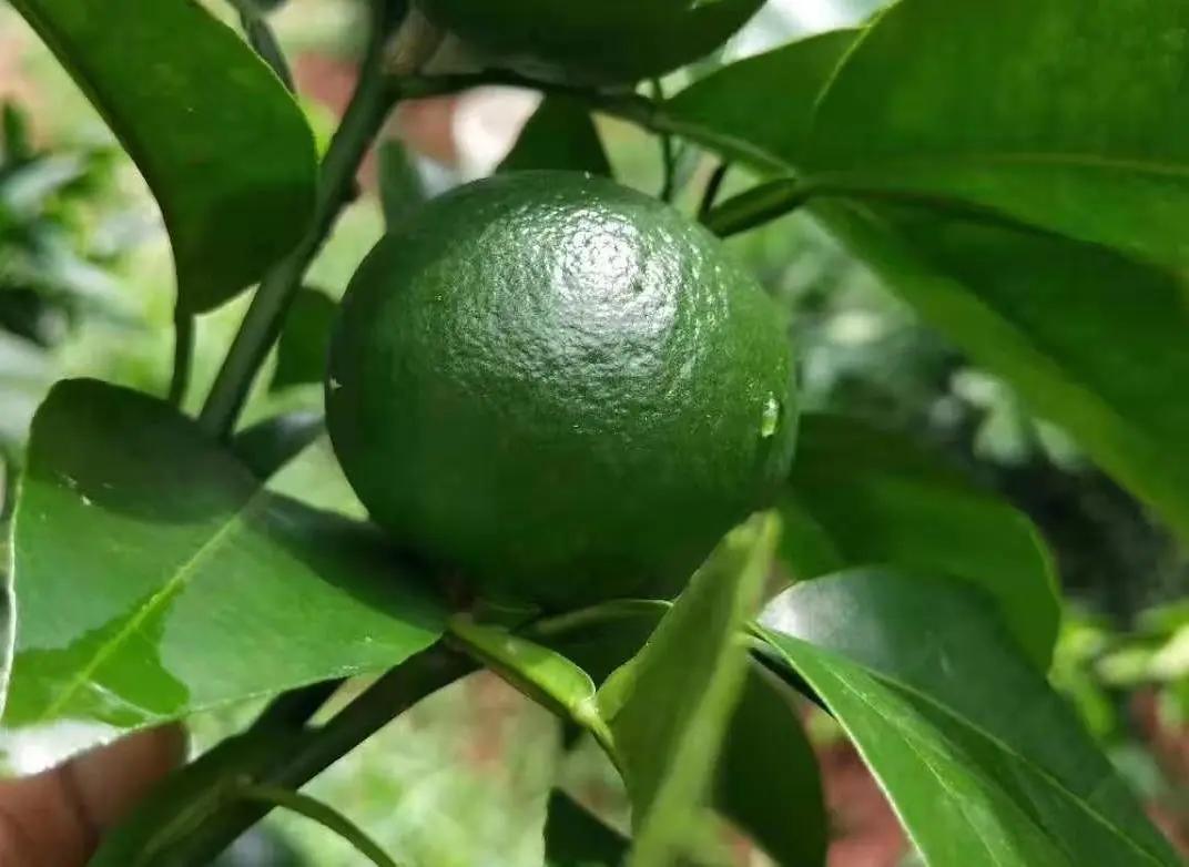 芸苔素磷酸二氢钾水溶肥能混用吗,磷酸二氢钾芸苔素与农药混配