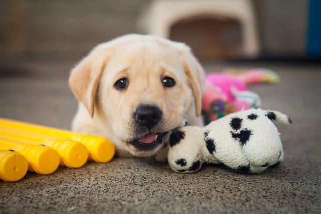 其实狗狗也是懂人性的,其实狗狗真的什么都懂
