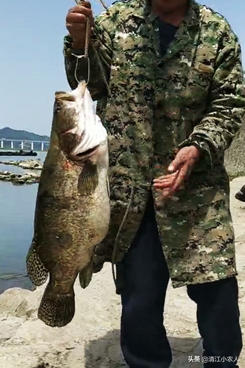 路亚钓鳜鱼方法与技巧,路亚钓鳜鱼的方法与技巧