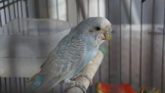 鹦鹉夏天驱虫的最好方法,玄凤鹦鹉除了驱虫还要注意哪些