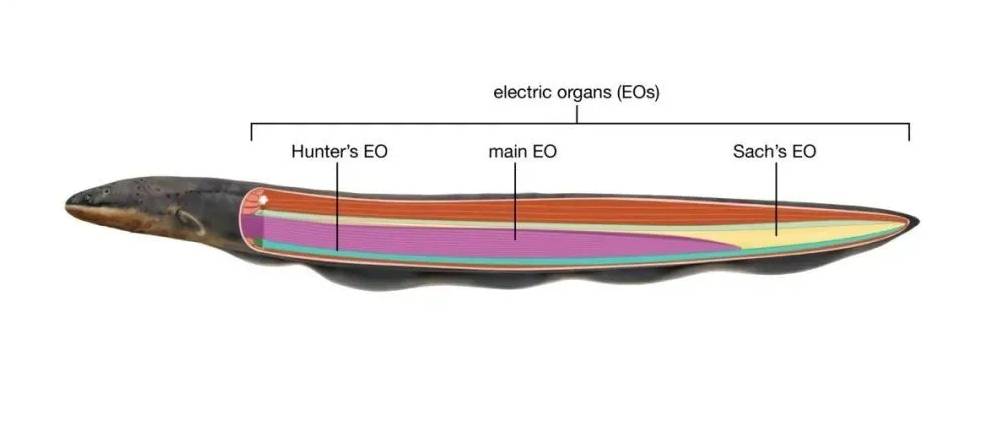 人类是怎样发现电鳗会放电的,人类可以像电鳗一样放电吗