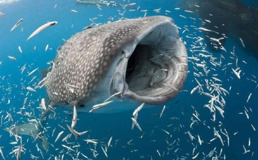 蛇中大熊猫莽山烙铁头,蛇中大熊猫是什么蛇