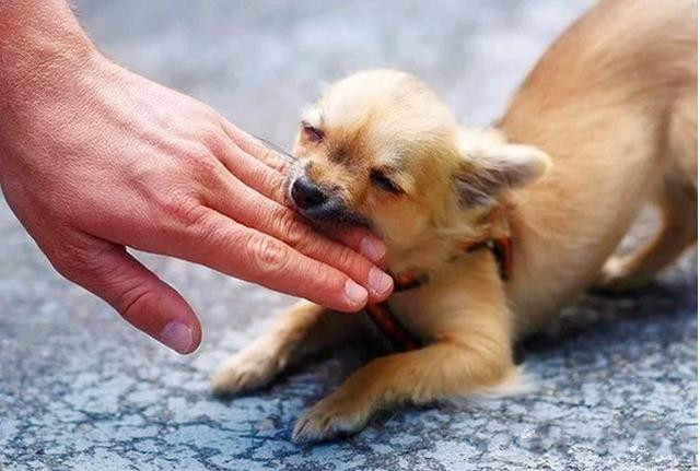 中医治狗咬药方,古代的人被狗咬了是怎么治的