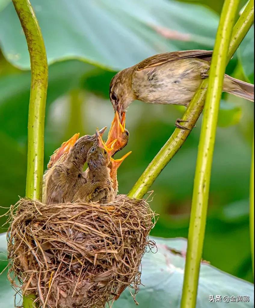 为什么云南女人长相好看,云南真的很漂亮吗