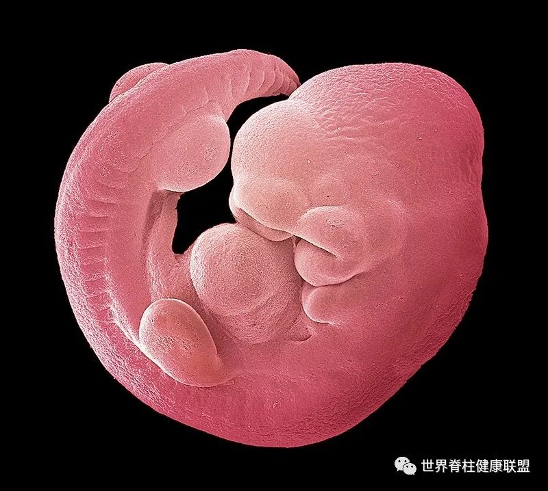 什么动作可以矫正尾骨,骶尾骨痛有哪些动作可以改善