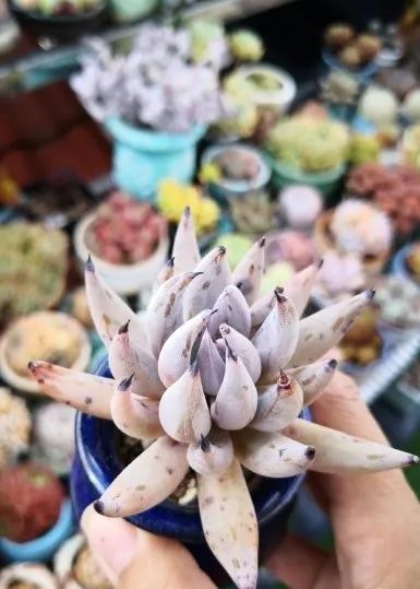 有暗纹的多肉有哪些,暗纹系多肉有哪些