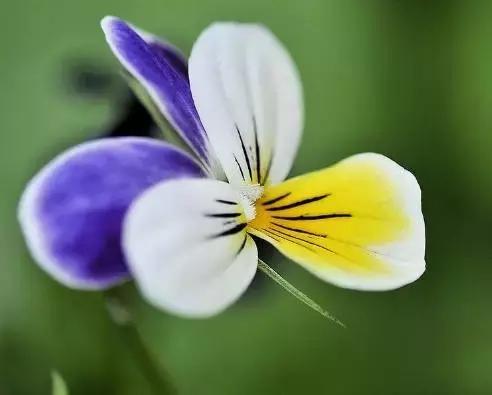 三色堇鬼脸花,三色堇为什么叫鬼脸花