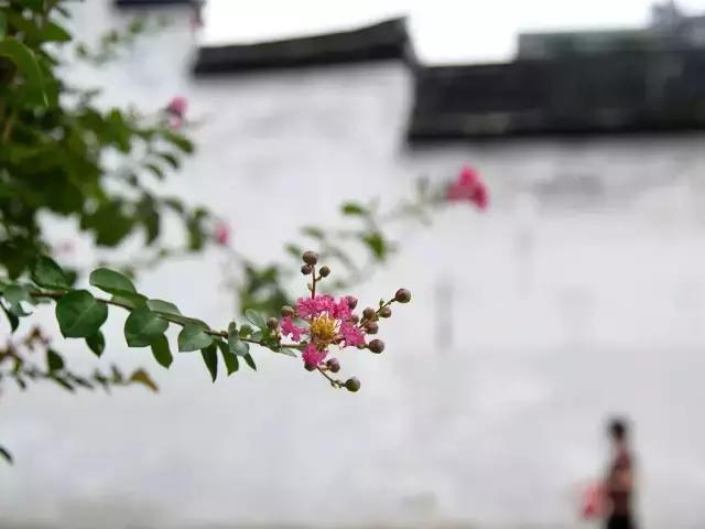 相思是一种美丽的缘分,相思是一种温馨的句子