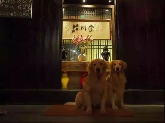 全国首家七星宠物度假酒店,最豪华的宠物酒店