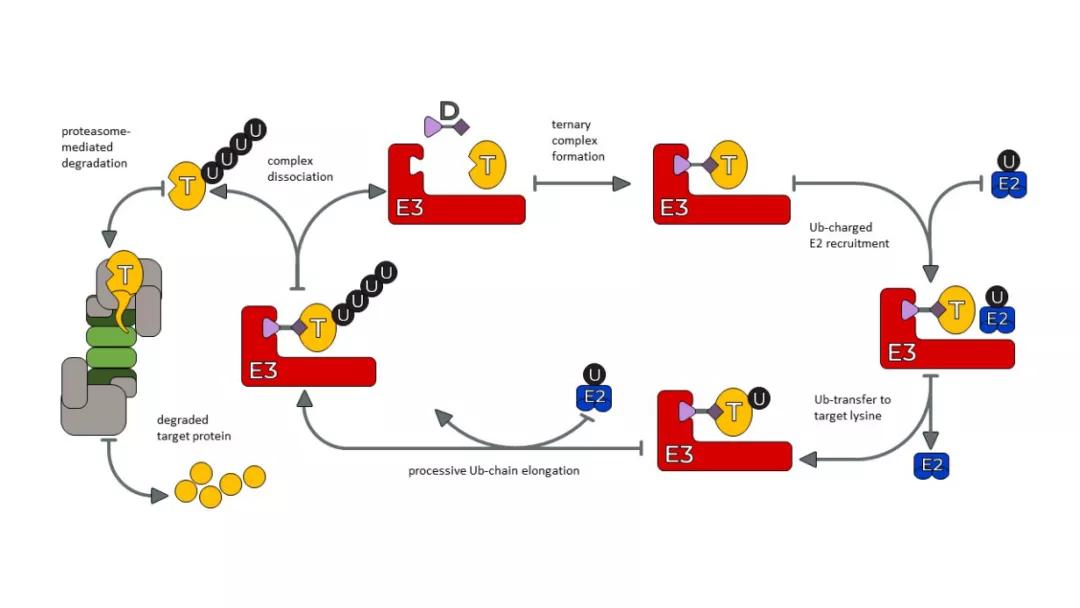 保诺—桑迪亚搭建PROTAC研发平台，为成药性助力