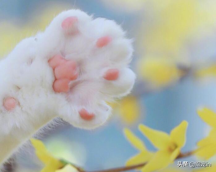 当猫咪调皮捣蛋时,该如何制止它们?