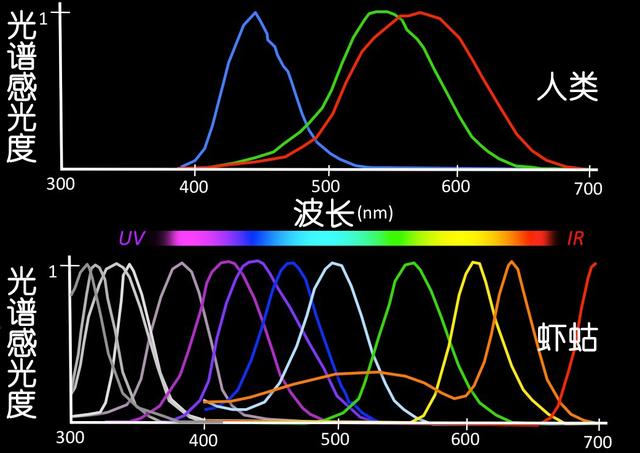 虾说,这是一篇让你不仅会吃,还会认……一文解决“虾”认识