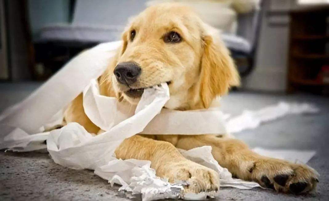 狗狗最爱做的5个“恶作剧”，养狗的人都不陌生，你家的会做吗？