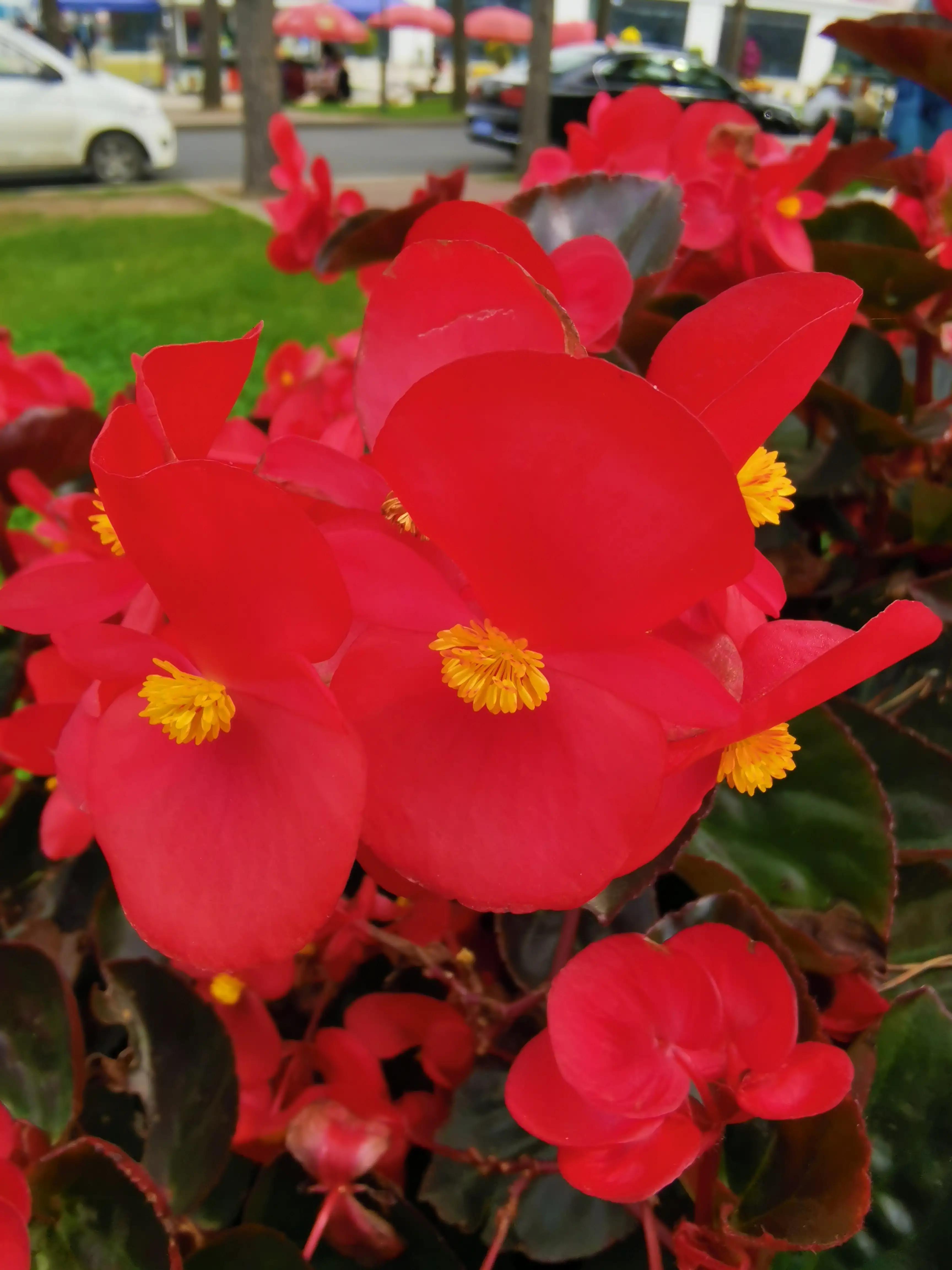 玫红四季海棠图片大全,玫红四季海棠的花语