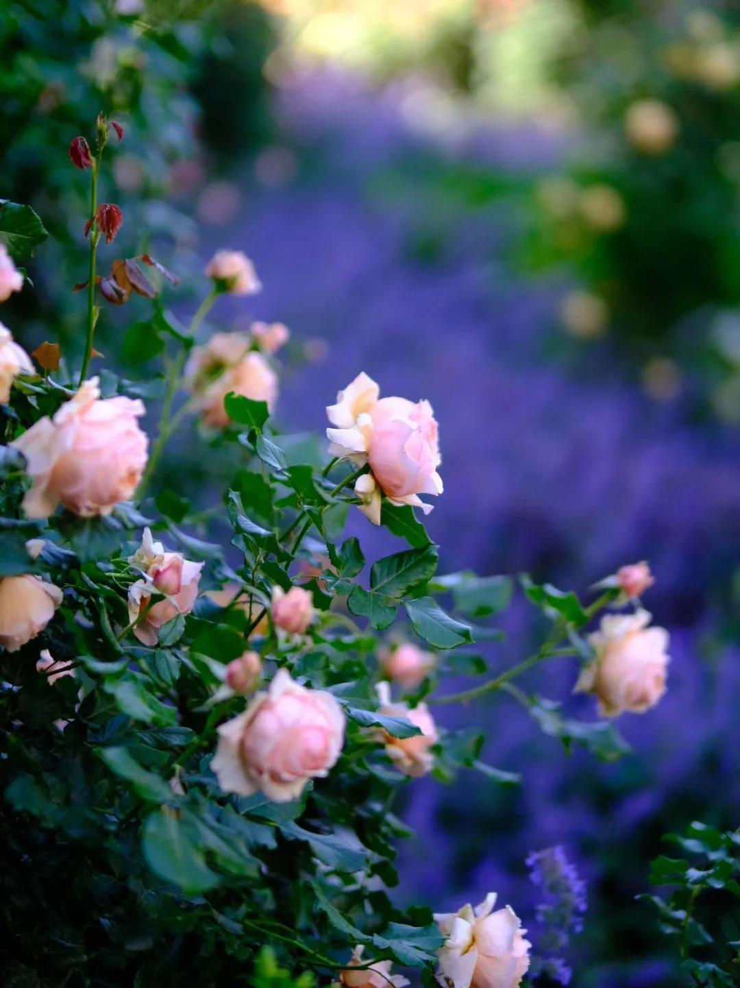 东北花园四季开花植物,北方一年四季都开花的花园