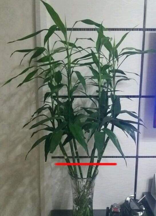 富贵竹长得又细又高怎么修剪,富贵竹长得太细太高怎么剪