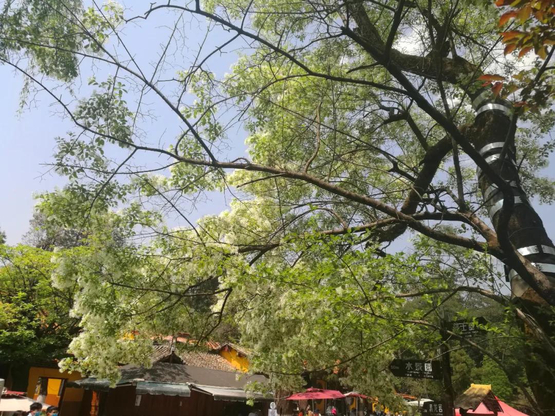 娲佺櫧濡傞洩鐨勬祦鑻忚姳,鑺辫壊娲佺櫧濡傞洩