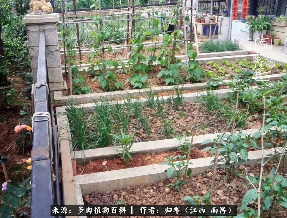 人生转个弯，在小院遇见落入凡间的多肉小精灵