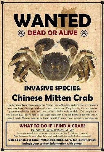 大闸蟹入侵欧洲的危害,大闸蟹在美国泛滥成灾视频