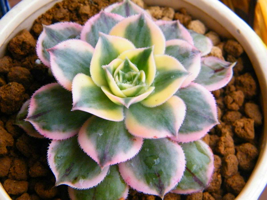 多肉的特点大全,多肉介绍50字大全