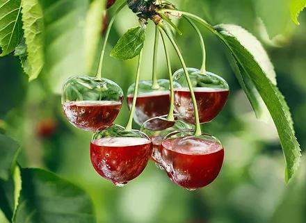 你不知道的跟水果有关的冷知识,水果的20个冷知识怎么说