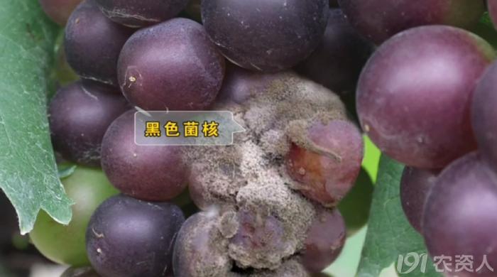 葡萄8月管理,葡萄八月的霜霉防治