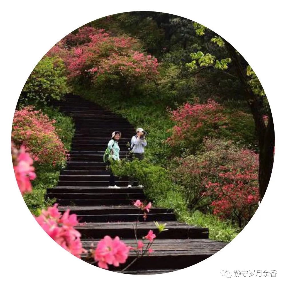 情满龟峰·诗涌花海