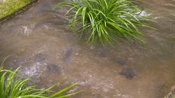 最新人工养殖消息,人工养殖最新消息今天