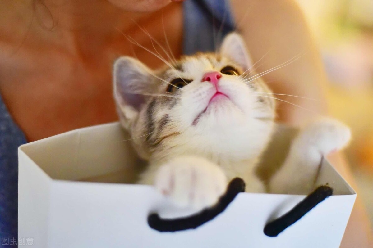 猫咪受到惊吓拉稀怎么办,猫咪受到惊吓后会拉稀吗