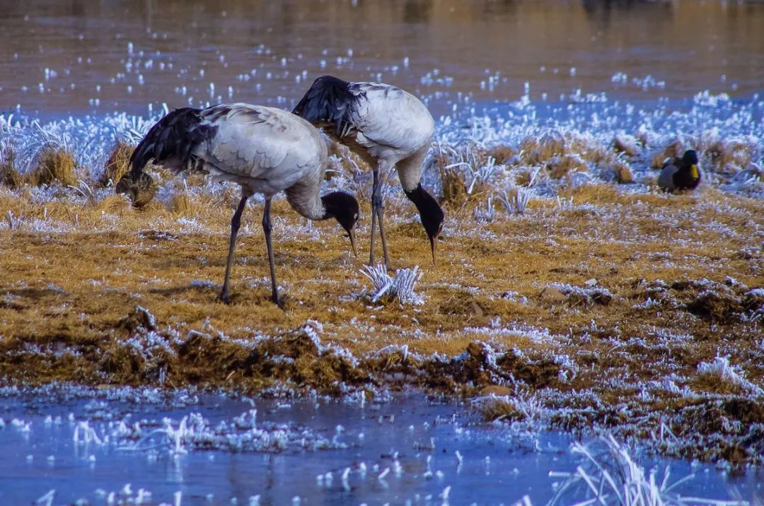 探寻高原深闺领略川西风情,探寻这些美不胜收的景点