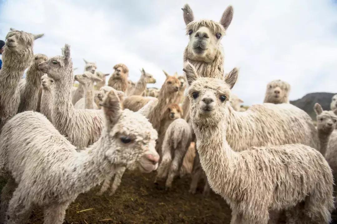 包括羊驼的十大神兽羊驼简介,羊驼神兽为什么吐口水