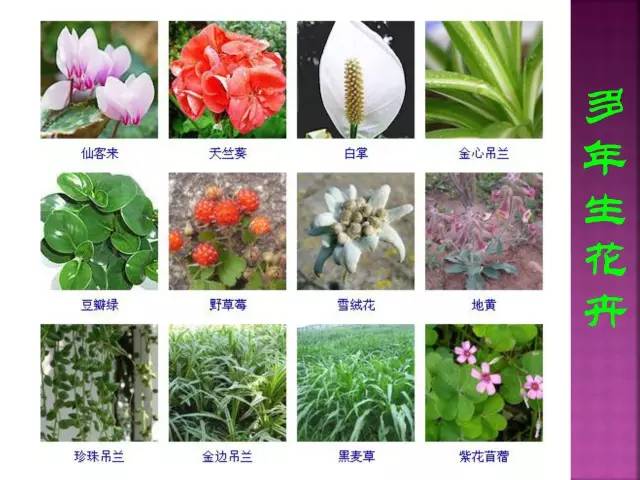 花卉大全500种观叶植物名称,1332种常见花卉植物图谱