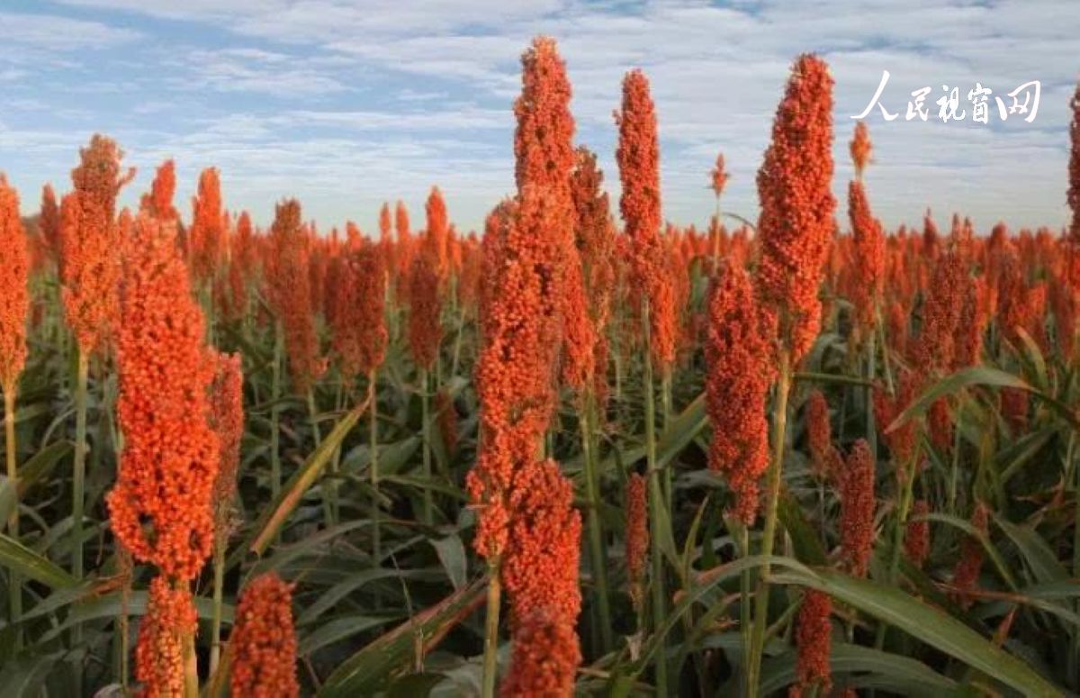 安康市恒口示范区百日大会战,安康市恒口示范区成立始末