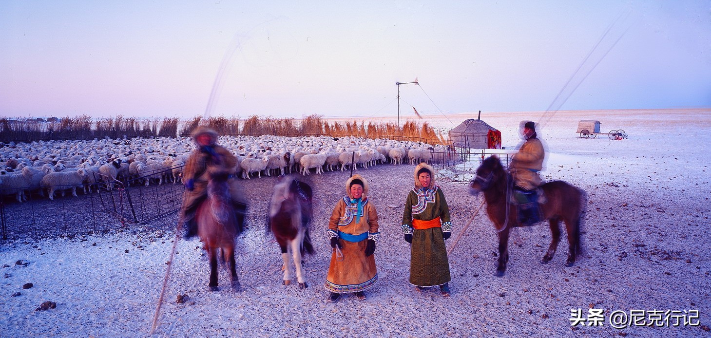 -30℃草原生活：羊群抱团取暖，马背全是冰，牧民坚守自然规律
