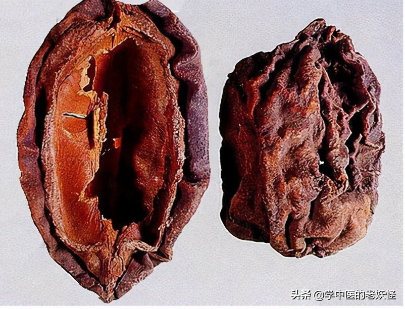 每日一药砂仁,每日一药木瓜