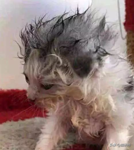 猫咪手脏怎么清洗,如何洗猫咪粘毛的物品