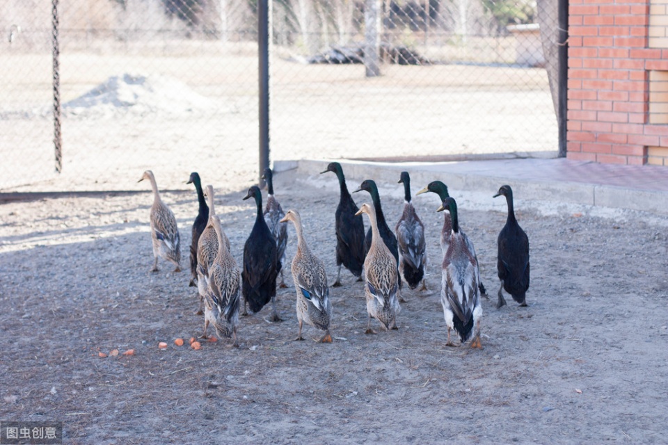 如何降低鸭子饲养成本,养鸭子喂什么成本才会低