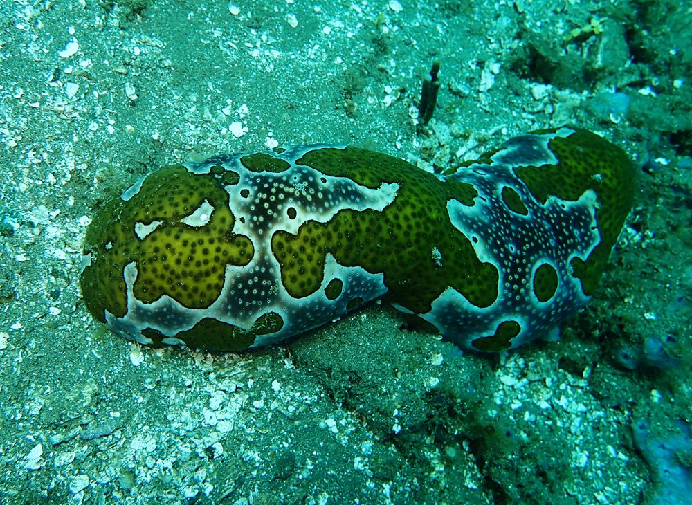 水摄之海参（3）:豹纹海参（安汶）