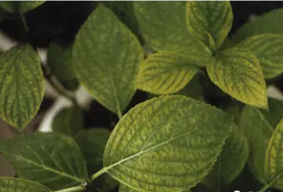 绣球4月中旬如何养护,绣球养护方法和注意事项