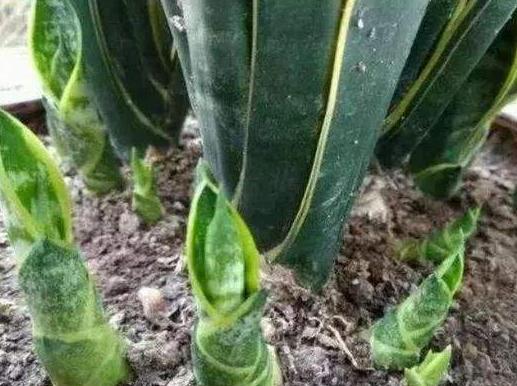 虎皮兰要怎么养才能活,刚栽种的虎皮兰怎么养